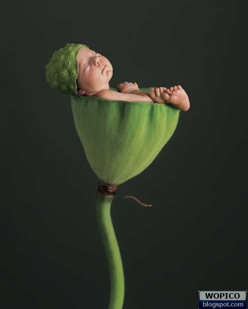 Wonderful Pic Colection Baby Plant